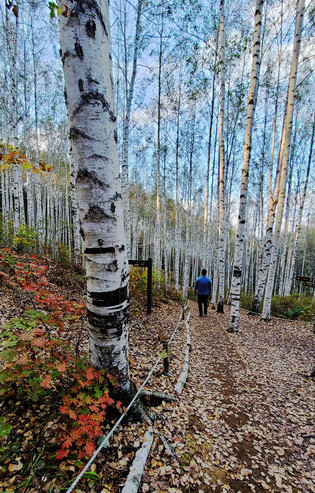 Stroll through birch woods