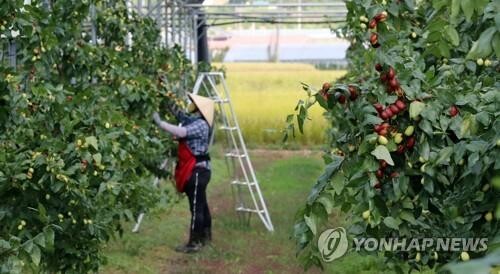 "역시 보은대추" 2차례 홈쇼핑서 3억2천만원어치 팔아