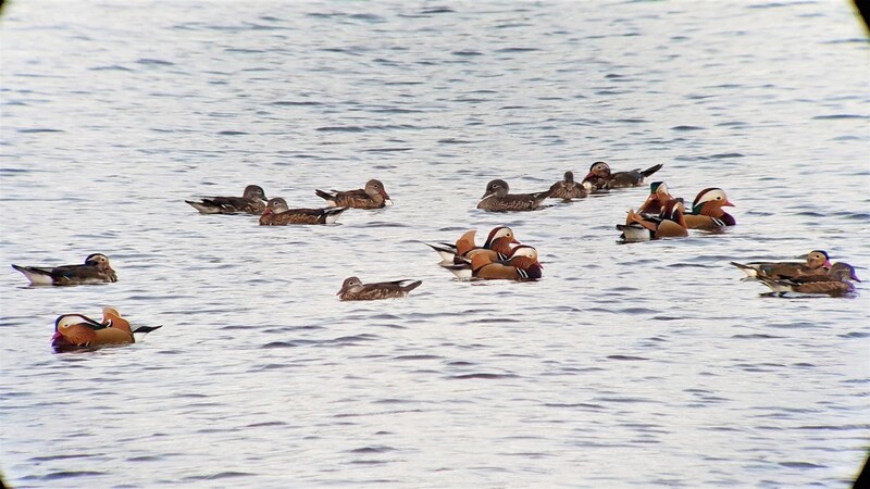 [픽! 익산] 한가로이 노니는 원앙들…금마저수지에서 포착