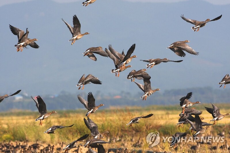 충남 천수만 '겨울 진객' 철새 도래…먹이주기 활동도 본격화