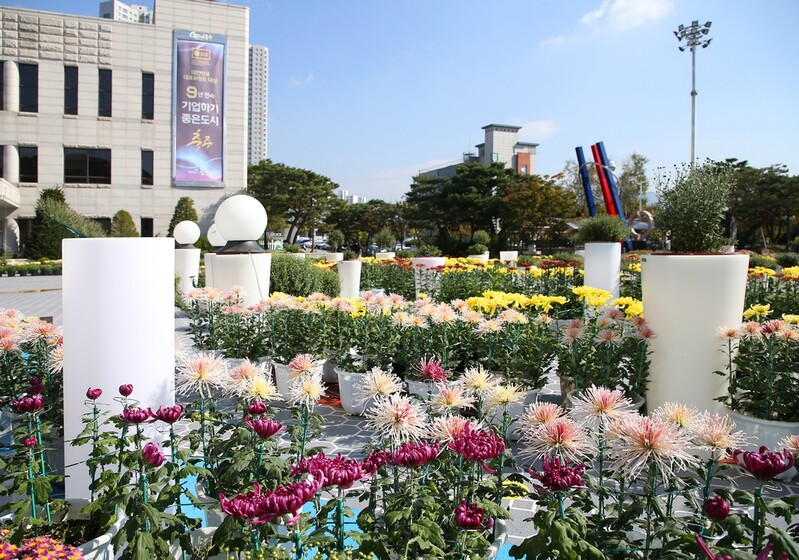 [픽! 충주] '가을' 그윽한 충주시청사…국화 1천400점 전시