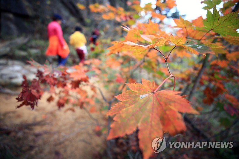 강원 단풍산마다 발길 북적…설악산 오전에 1만여명