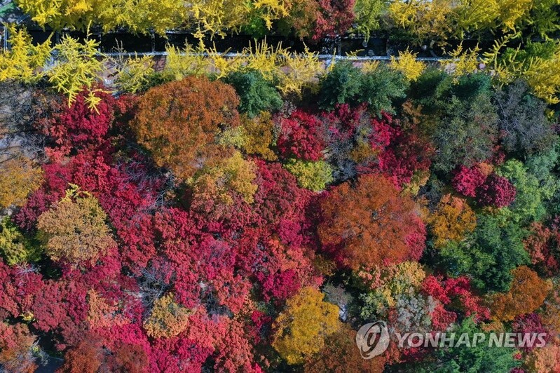 울긋불긋 물들어가는 가을…따스한 햇볕에 유명산 '북적'