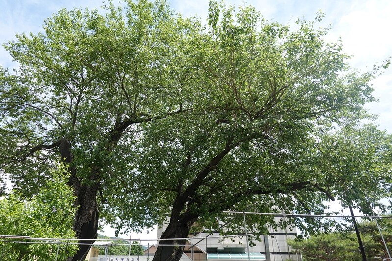 정선군청 인근 500살 뽕나무 두 그루, 천연기념물 된다