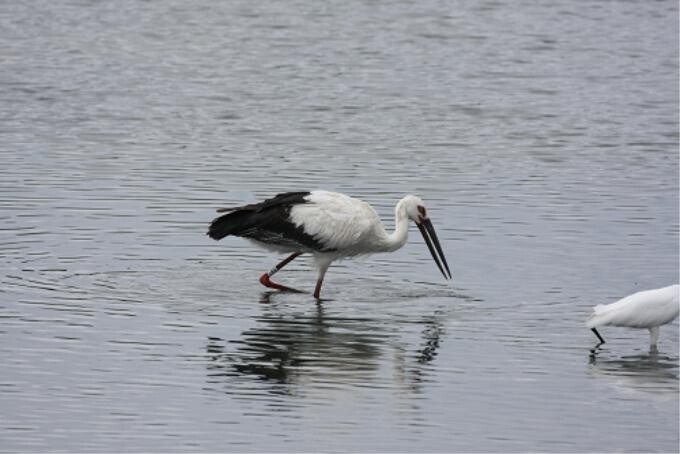 황새 '마루' 낙동강 하구에서 두 달째 먹이사냥