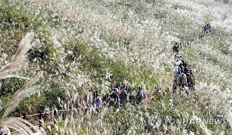 [픽! 창녕] 바람따라 이리저리…화왕산 억새 물결
