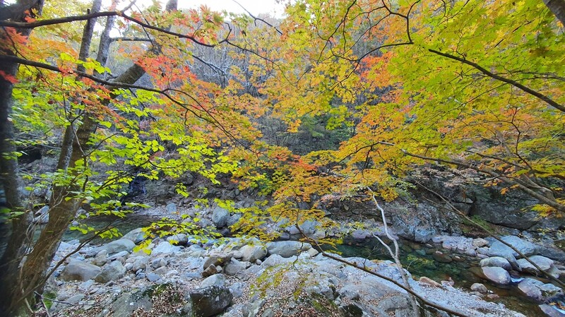 [픽! 남원] 울긋불긋…지리산 뱀사골 물들인 단풍