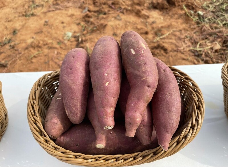 "이렇게 예쁜 고구마 처음"…신품종 '소담미' 호평 이어져