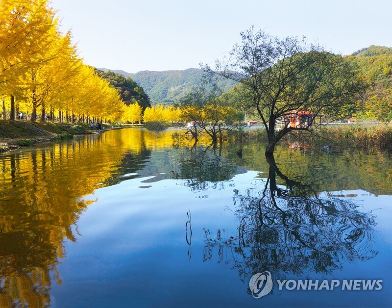 '만산홍엽' 충북, 이번 주말 단풍 절정…가을축제도 풍성