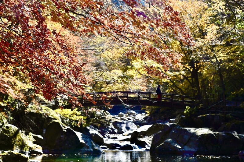 [픽! 남원] "지리산 뱀사골로 오세요"…형형색색 단풍 절정