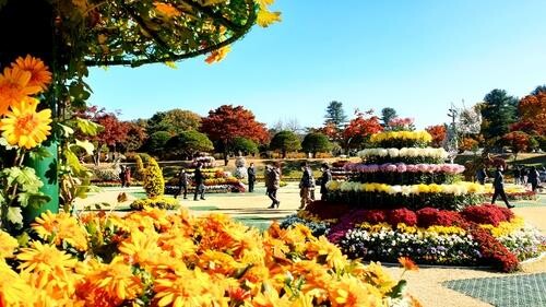 청남대∼문의매표소 주말 시내버스 한시 운행