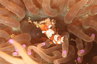 Subtropical shrimp off Jeju