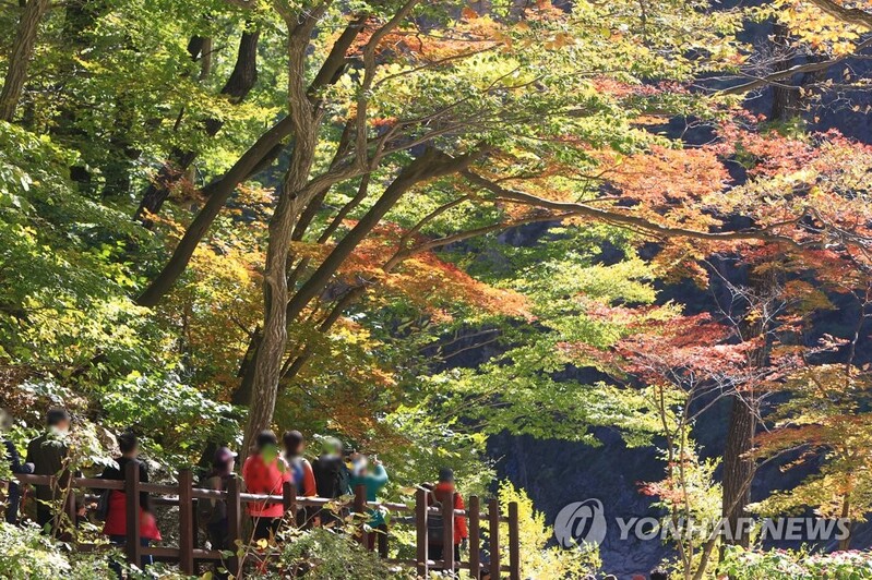 울긋불긋 단풍 절정…흐린 날씨에도 유명산 북적