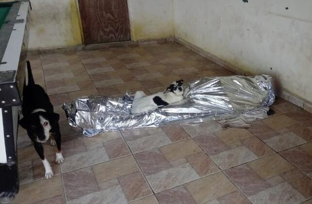 구급차 6시간 기다리다 숨진 노인 끝까지 지킨 반려견들