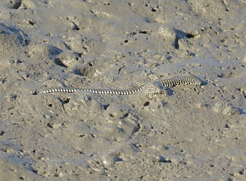 서천 갯벌에 해양보호생물 '흰이빨참갯지렁이' 서식 확인