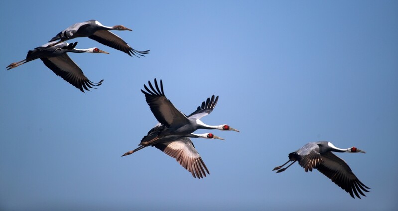 [픽! 경남] 주남저수지 찾은 겨울 진객 재두루미…지난해보다 2주 빨라