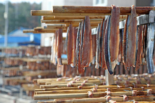 Dried saury