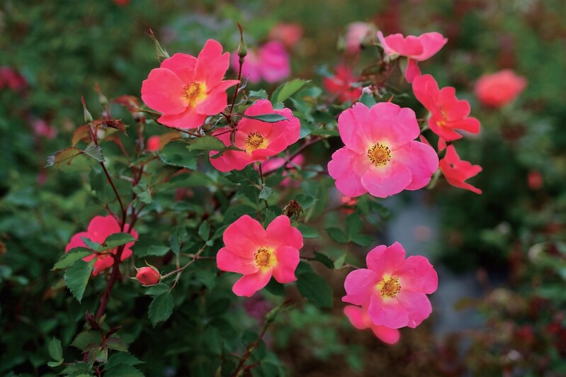 에버랜드 개발 장미 '가든에버스케이프' 국제장미대회 은상