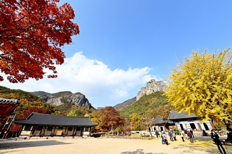 팔공산 등 대구·경북 단풍 절정…예년보다 5일가량 늦어