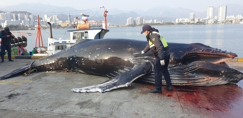 속초 앞바다서 혹등고래 죽은 채 그물에 걸려(종합)