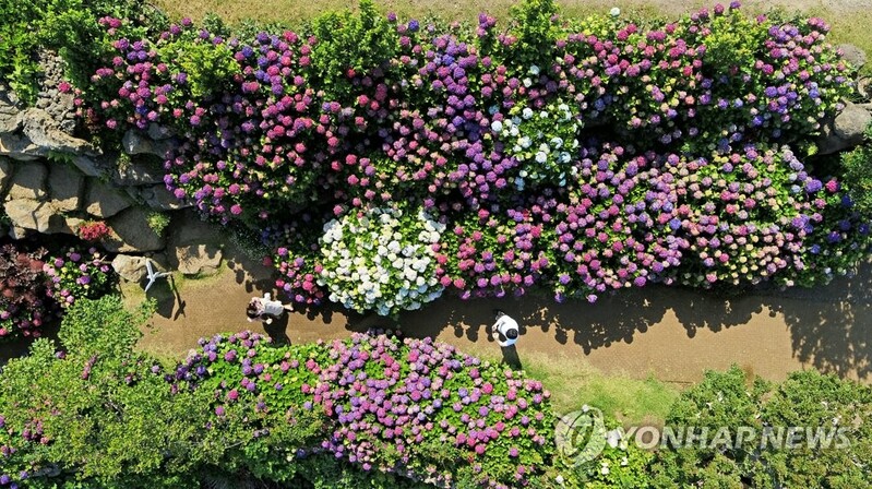 [통통 지역경제] 황무지에 일군 6차산업의 꽃…가든 카페 마노르블랑