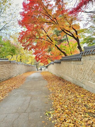 Autumn in palace reaches final phase