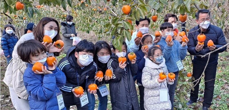 전남농산어촌 유학생들, 곡성서 대봉감 수확 등 농촌체험