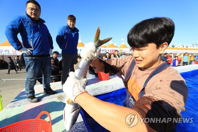 '겨울 최고 횟감 맛보러 가자' 제주 최남단 방어축제 15일 개막