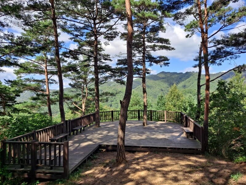 횡성 '상안리 소나무·낙엽송 숲' 11월 국유림 명품 숲 선정