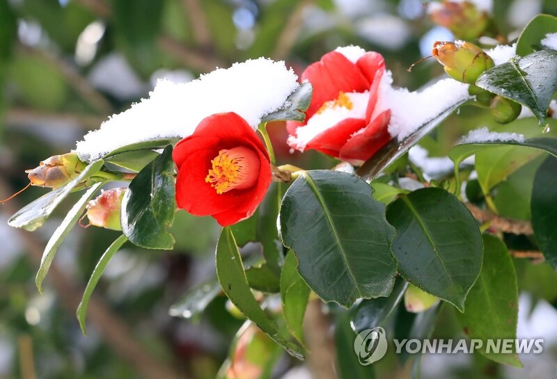 [제주 마을관광]② 동백숲과 300년 함께한 제주 동백마을