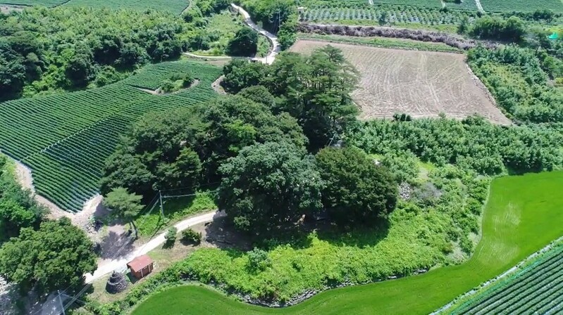 영양 송하리 250살 졸참나무와 마을숲, 천연기념물 됐다