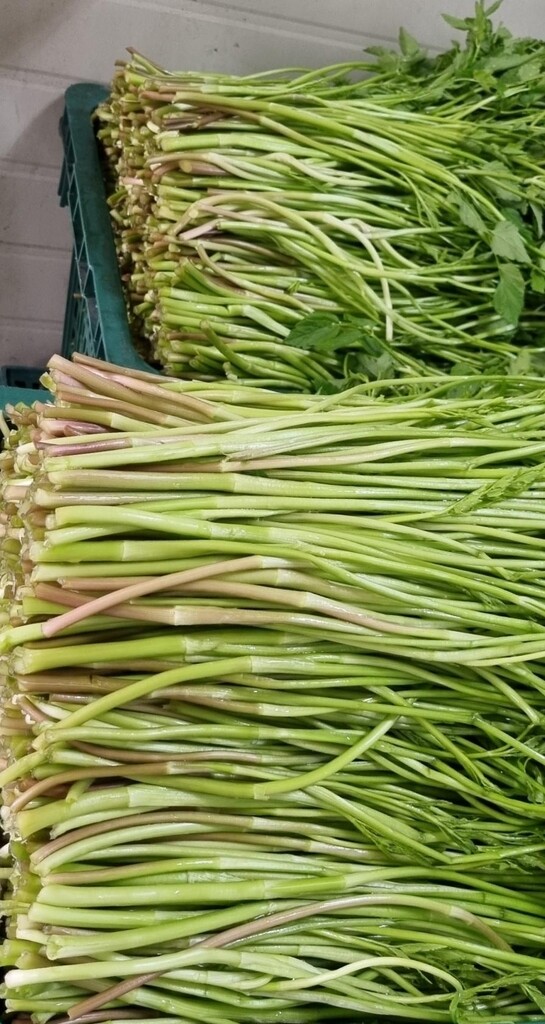 짙은 향·아삭한 식감 일품…하동 청학골 가을 미나리 출하