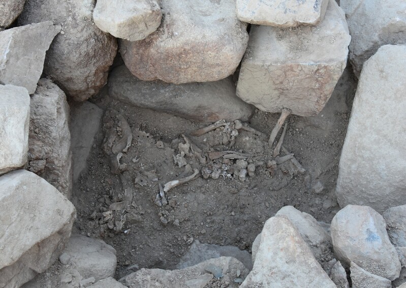 창녕 가야고분에 묻은 개 3마리는 순장견…"무덤 수호 역할"