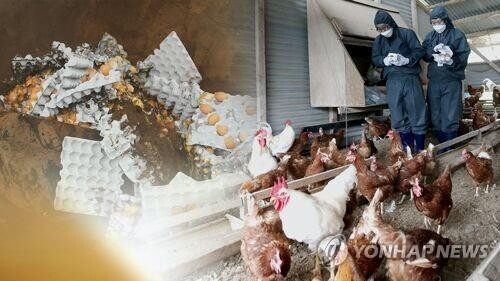 S. Korea reports additional case of highly pathogenic bird flu