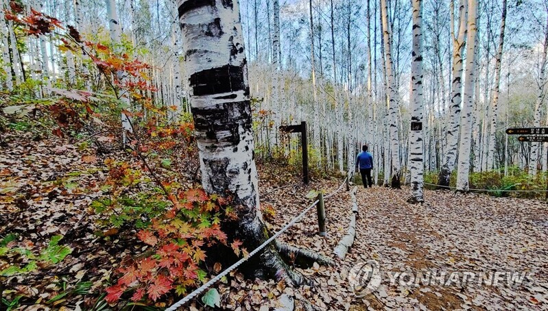 연간 45만명 찾는 인제 자작나무숲에 목재문화체험장 만든다
