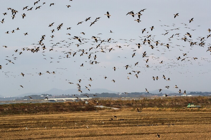 [여기 어때] 천수만의 '보석' 죽도
