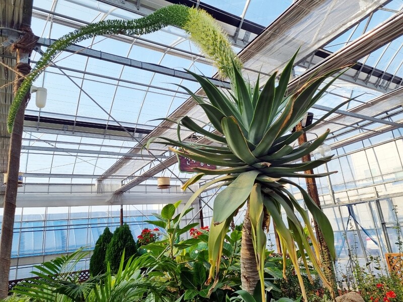 [픽! 정읍] 100년에 한 번 핀다는 용설란의 자태