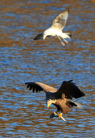 Competition for prey