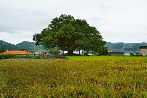 [여기 어때] 남해 보호수 프로젝트 여행
