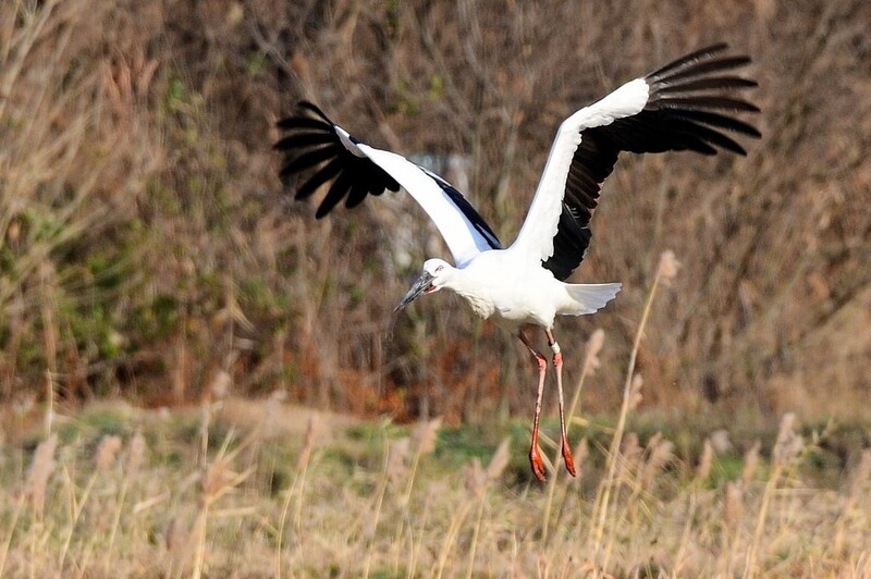 올겨울 한국 찾은 황새 수 줄었다…온화한 날씨 영향 추정