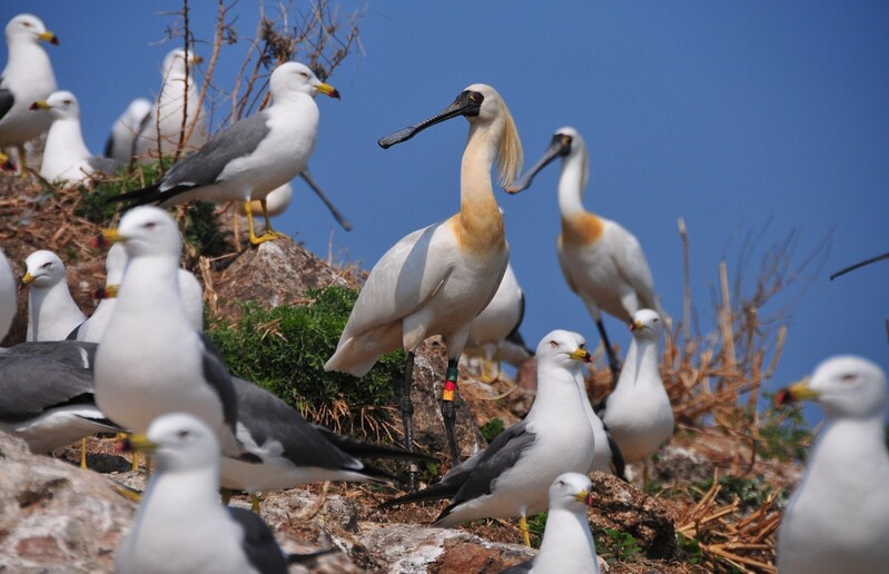 서해 구지도에 저어새 742마리 서식…4년새 73% 증가