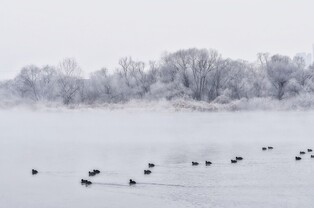 [K-Geography] Flock of ducks enjoy swimming in Soyang River