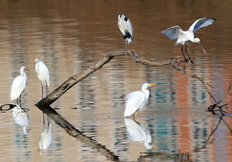 [유형재의 새록새록] 길 잃은 미조…"혼자여서 더 아름답다"