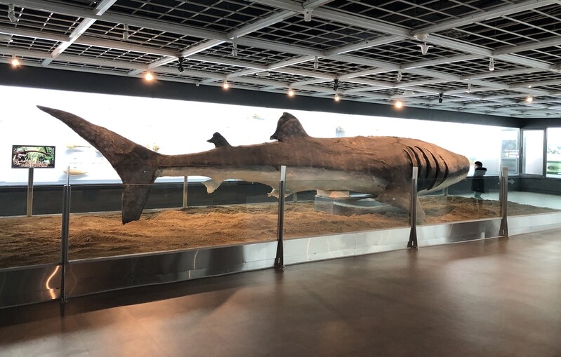 20년 넘게 주차장도 없는 국내 첫 부산해양자연사박물관