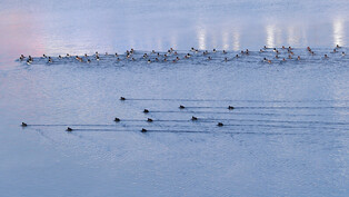 [K-Geography] Eurasian coots and Goosanders swimming in River