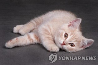 Cats cause 107 house fires in the past 3 years