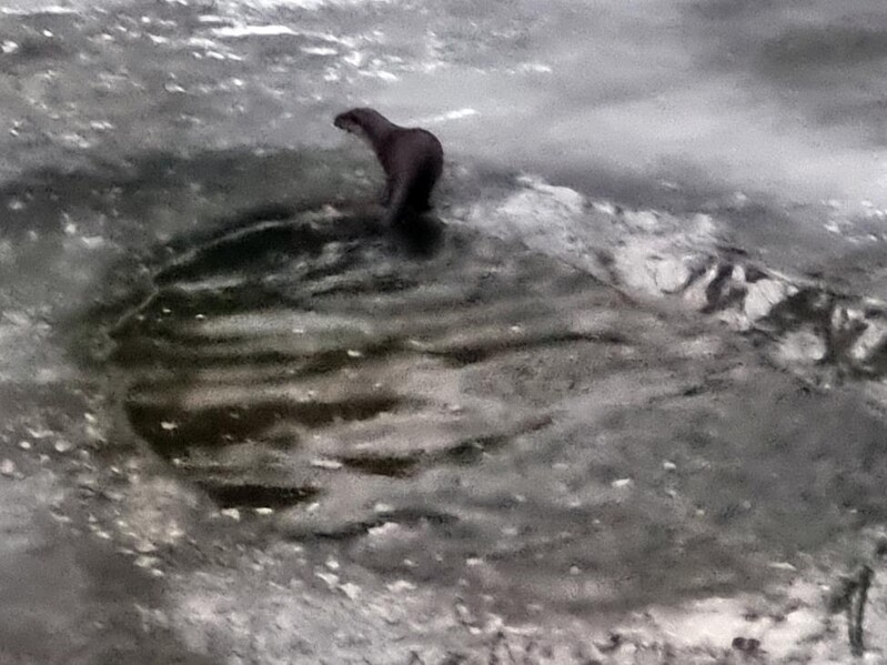 광릉숲 봉선사천서 서식하는 멸종위기 1급 수달 포착