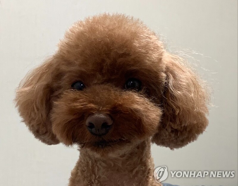 사건 해결 열쇠…사람에게는 지문, 개는 '비문' 있다