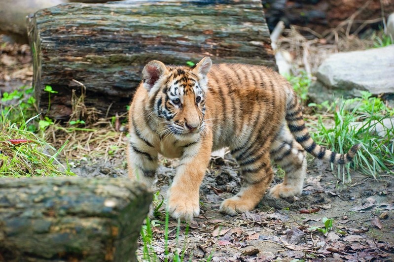 생후 7개월 에버랜드 호랑이 음식 먹고나서 숨져…기도폐쇄 원인