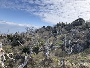 13,000 Korean fir native to Hallasan Mountain in Jeju Island died